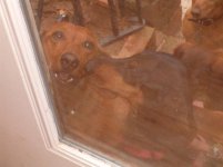 Otto_Smeagol2009-2.jpg