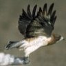 Two Hawks